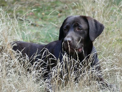 Top Quality Labradors from Burberry Labrador Retrievers